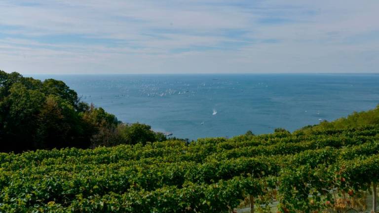 Kako so na Tržaškem pridobili za 25 hektarjev novih vinogradov