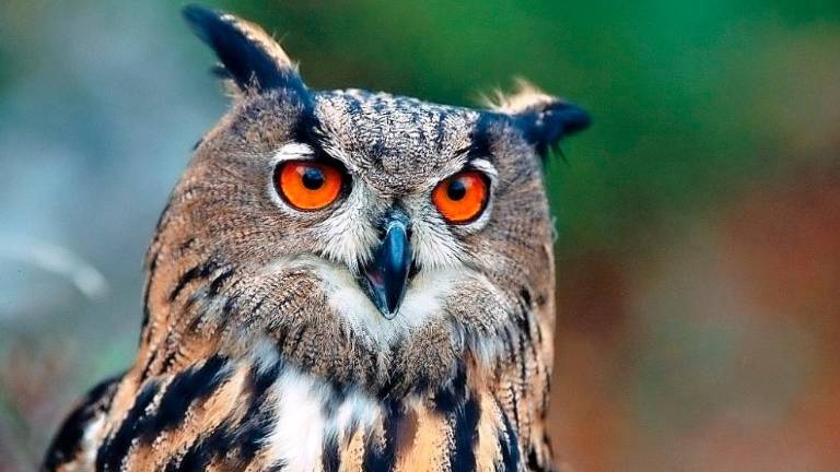 Vrnila se je velika uharica