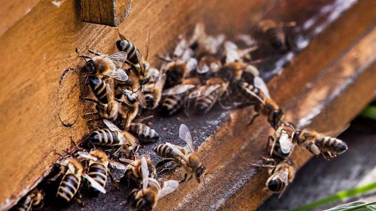 Dan za ljubitelje medu in čebel