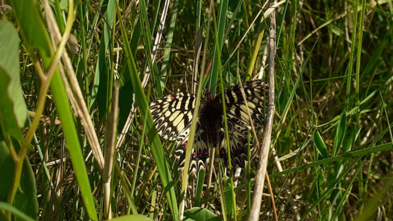 Obrežno rastlinje zaklad biotske raznovrstnosti
