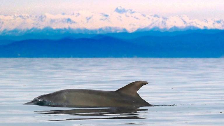 Delfin skupno preplaval 3300 km iz Tirenskega morja v Piran in nazaj v Ligurijo