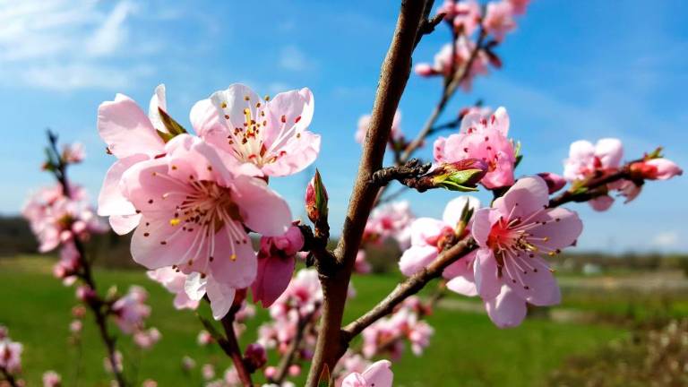 Drevi se začenja koledarska pomlad