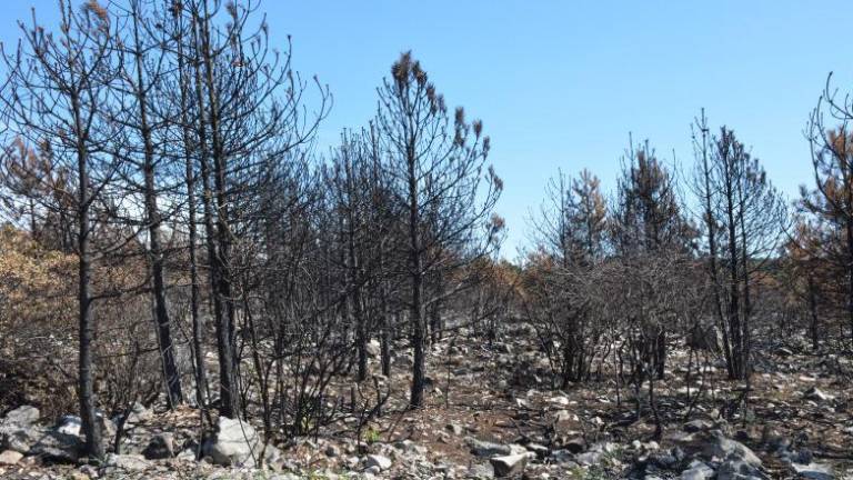 Na požarišču posadili že več kot 500 dreves