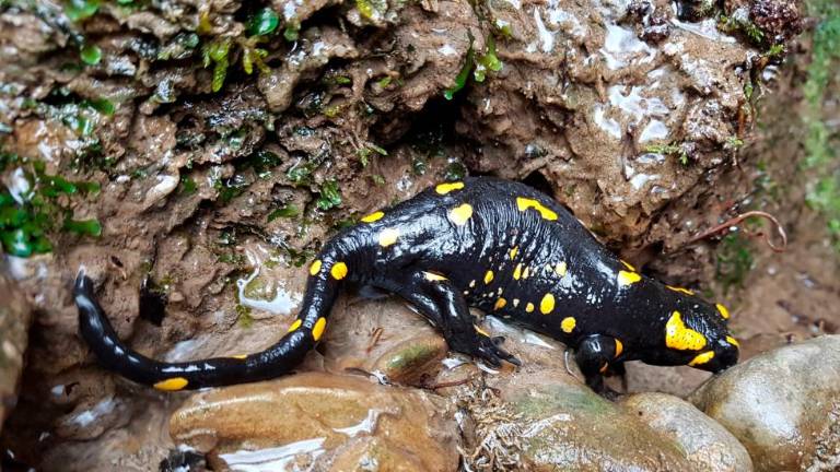 Močeradi »svatujejo«