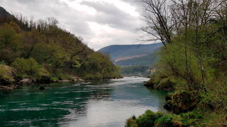 Močeradi »svatujejo«