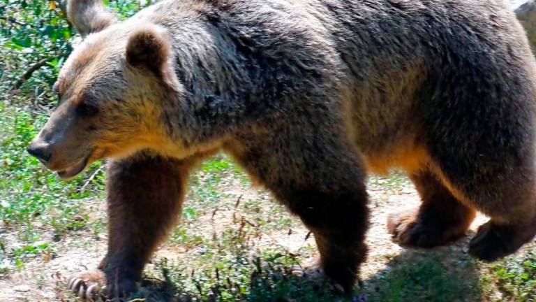 Odstrel za 175 medvedov in 11 volkov