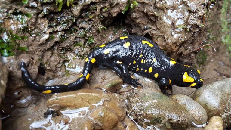 Močeradi »svatujejo«