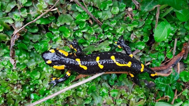 Močeradi »svatujejo«