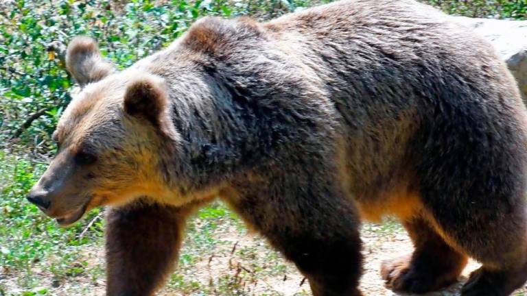 Ministru predali peticijo proti odstrelu medveda in volka
