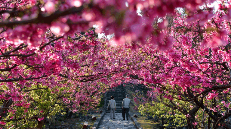 Na Japonskem nestrpno pričakujejo cvetenje češenj
