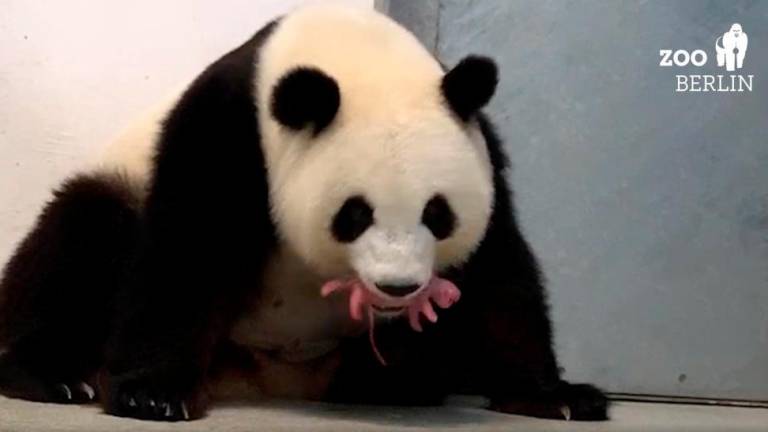 Orjaška panda Meng Meng skotila dvojčka (foto)