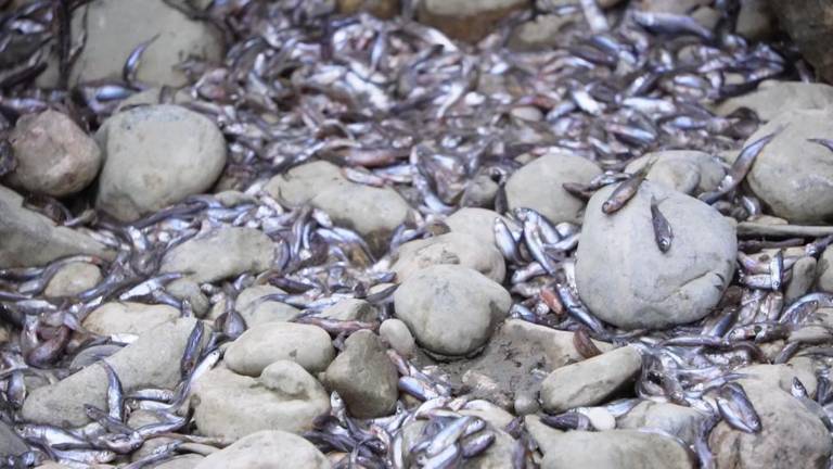 Novembra je poplavila Verso, zdaj zaradi suše poginjajo ribe