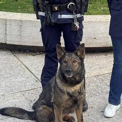 Pasja enota pordenonske lokalne policije (OBČINA PORDENON)