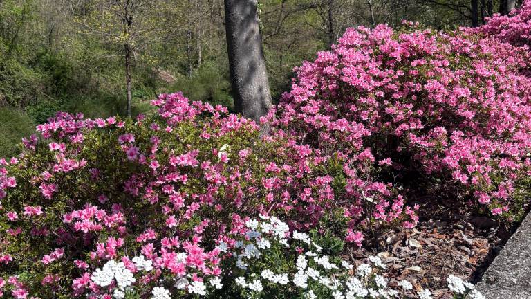 Vrt Viatori spet odpira vrata