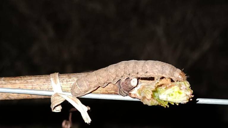 Prikradejo se ponoči, za sabo pustijo le škodo