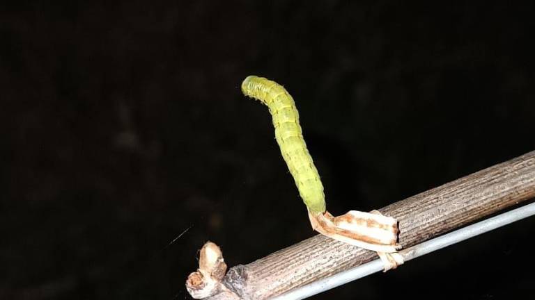 Prikradejo se ponoči, za sabo pustijo le škodo