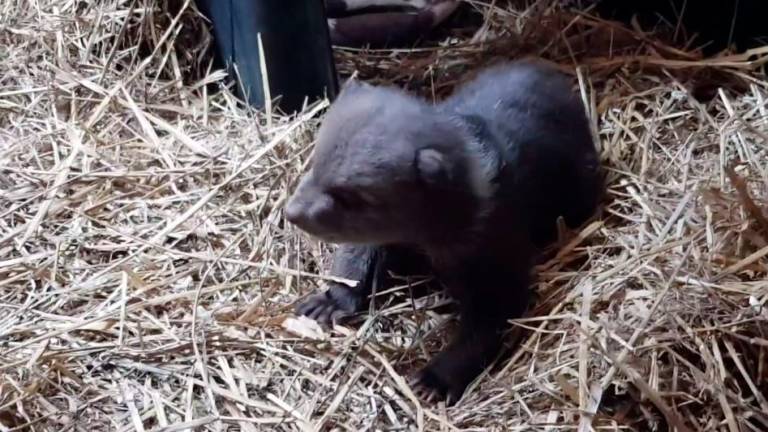 Video: Našli malega medvedka