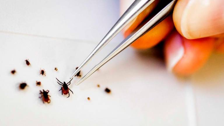 Največ primerov borelioze na Goriškem