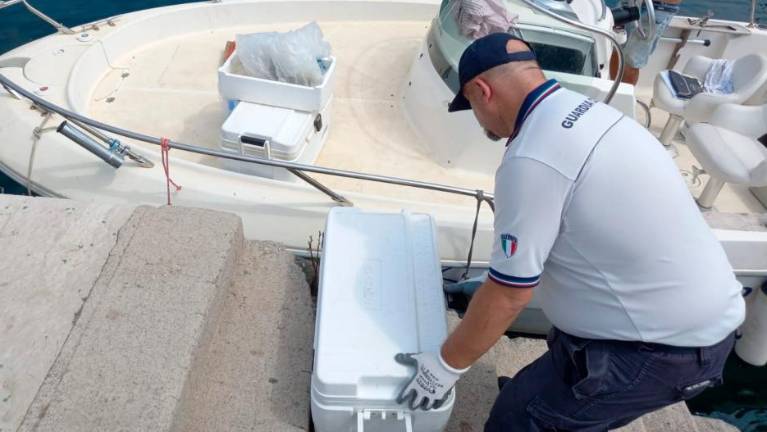 Ulov rdečega tuna ga bo stal več kot 1300 evrov