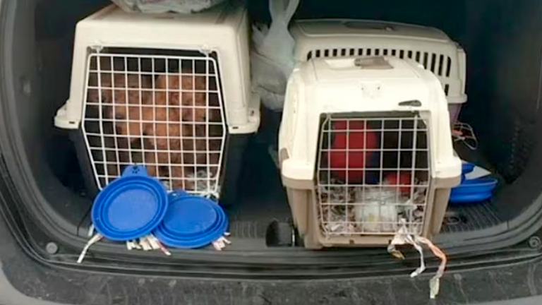 Nezakonito prevažala osem psičkov, štiri opice in papigo