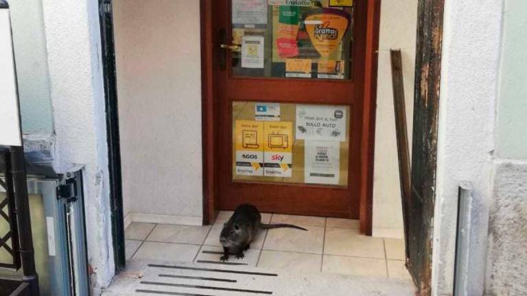 Nutrija se je sprehajala po Miljah