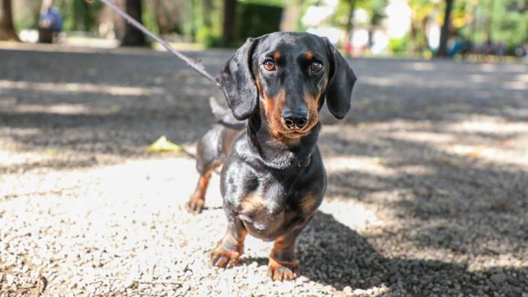 Število kužkov poskočilo