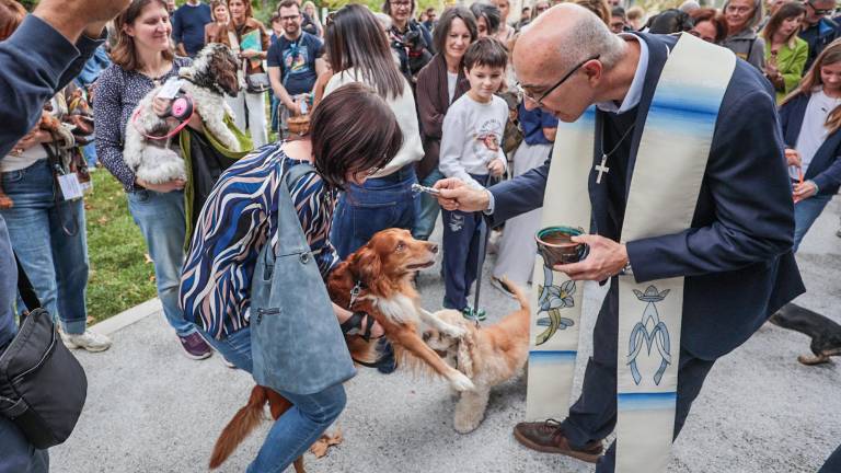 Kar 45 hišnih ljubljenčkov na lepotnem tekmovanju