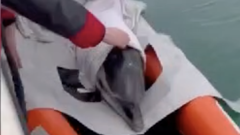 Rešili delfina, ki je nasedel na sipini