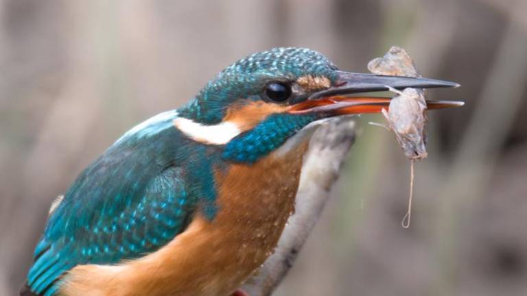 »Divji svet me zelo privlači, ker je svoboden«