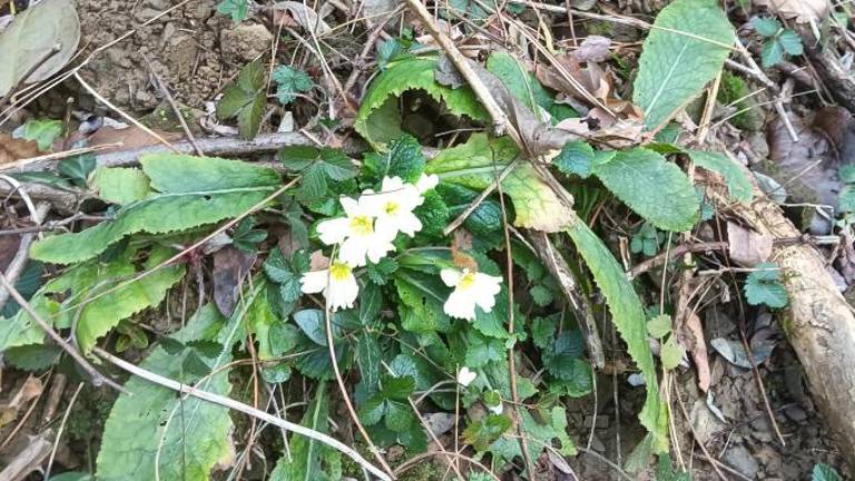 Sredi zime pokukale prve trobentice