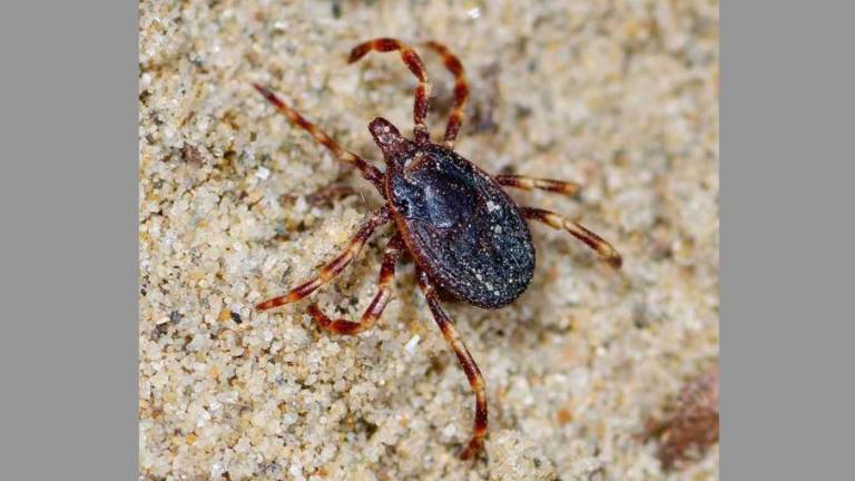 Na Krasu se je pojavil orjaški tropski klop