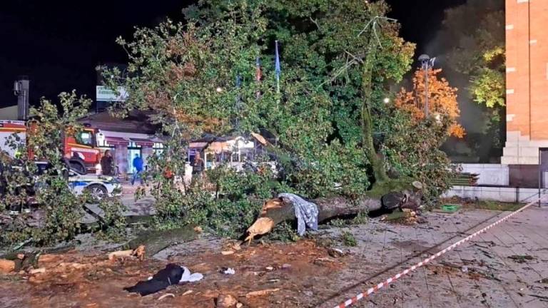 Na martinovanju drevo padlo na žensko, ki je nato v bolnišnici umrla