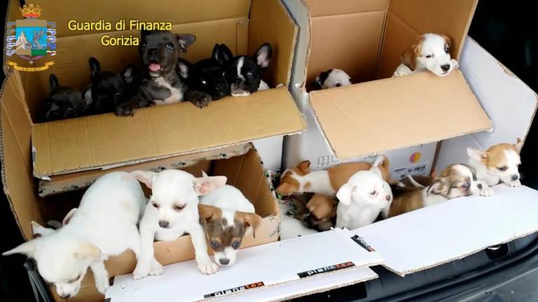 Goriški finančni policisti lani zasegli 220 pasjih mladičev