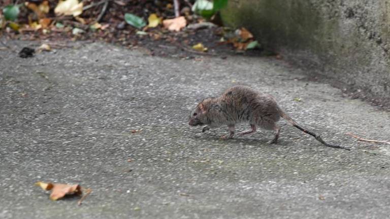 Pri Sv. Jakobu vse bolj mrgoli podgan