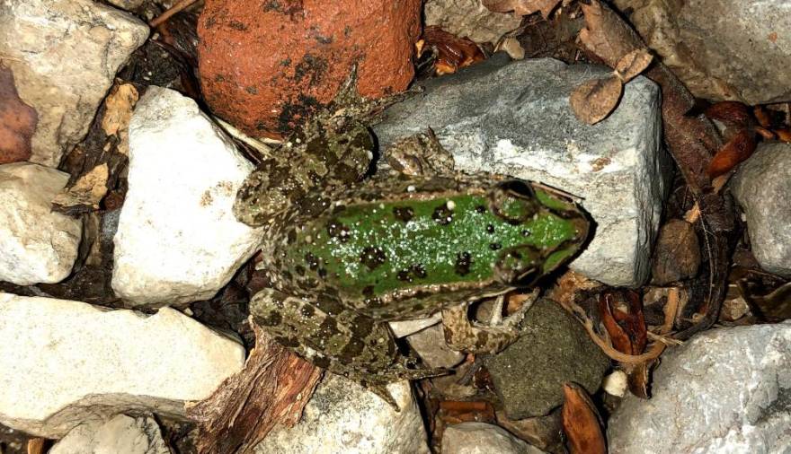 Ob reki so sinoči veselo poskakovale majhne žabice (D. B.)