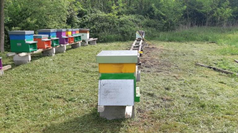 V Šlovrencu novi panji in čebelje družine