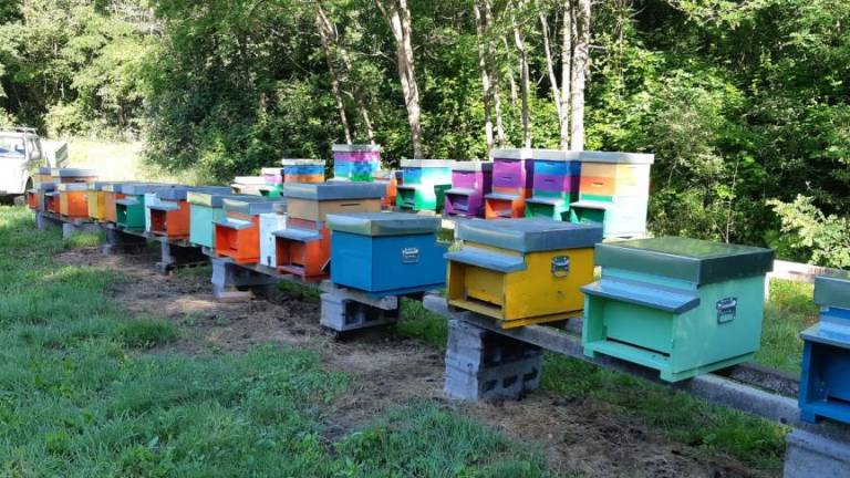 »Roj čebel velja več kot sodček nafte«