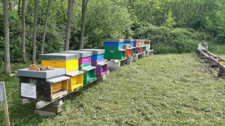 V Šlovrencu novi panji in čebelje družine