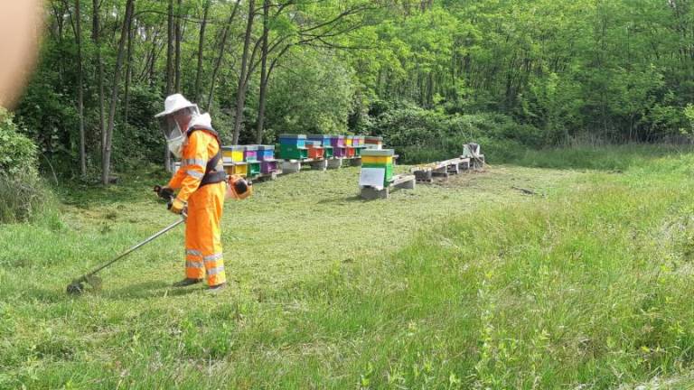 V Šlovrencu novi panji in čebelje družine