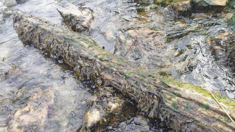 Jadranski bračič izginja zaradi podnebnih sprememb