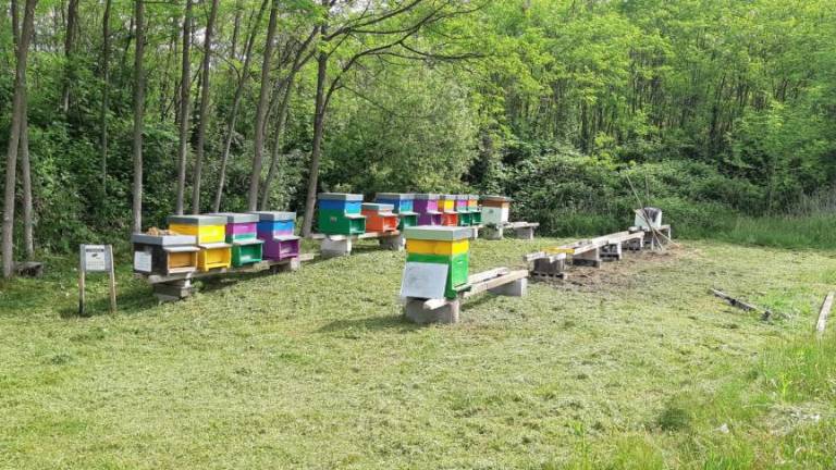 V Šlovrencu novi panji in čebelje družine