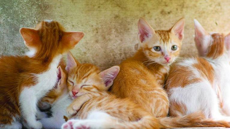 Vse mačke v FJK bodo morale imeti mikročip