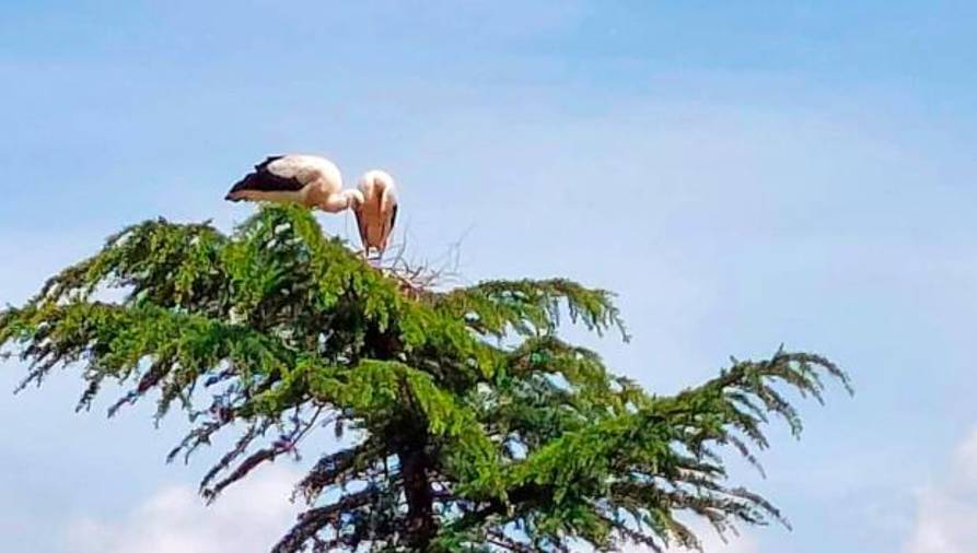 Par štorkelj si je začel graditi gnezdo na vrhu cedre v bližini Prešernove ulice (OBČINA ILIRSKA BISTRICA)