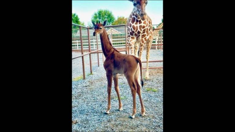 V ZDA se je skotila žirafa brez lis