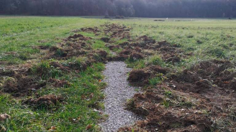 Divji prašiči pustošijo po Gročani