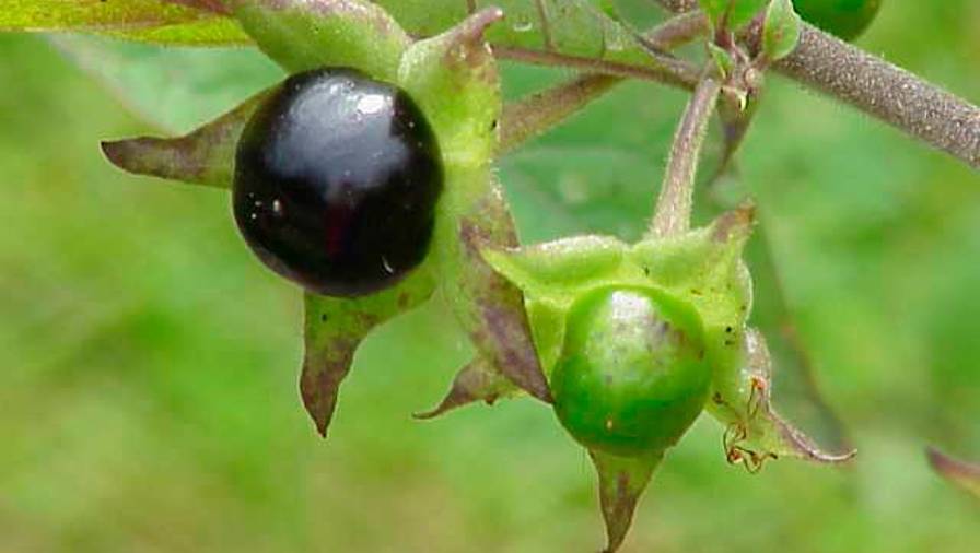 Plod strupene volčje češnje (WIKIPEDIA)