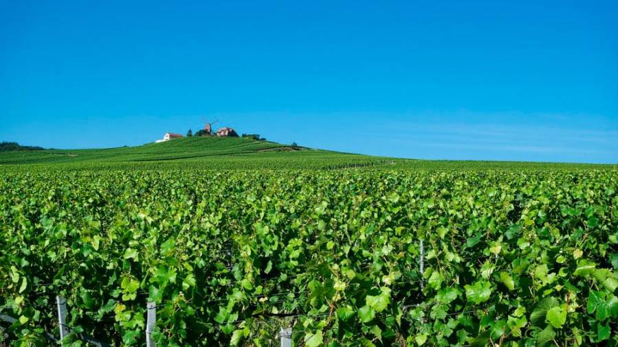 Burgundija in Šampanja - Agencija AURORA (od 8. do 14. maja 2019)
