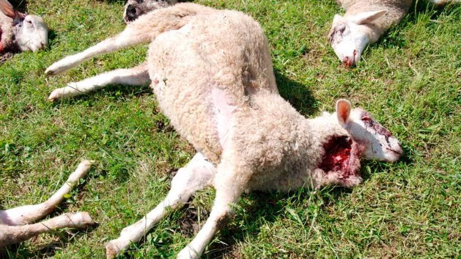 Ovce so bile proti volkovom nemočne (OLGA KNEZ)