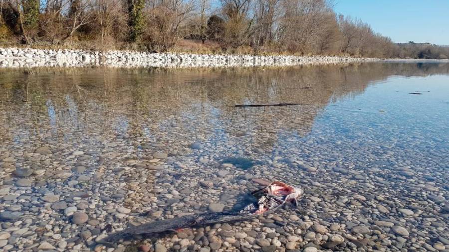 Kjer so poginile ribe, spet trije metri vode (video)