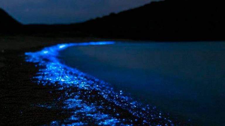 Po meduzah »svetleča« alga